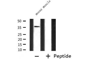 Western blot analysis of extracts from mouse muscle, using P2RY6 Antibody. (P2RY6 anticorps  (C-Term))