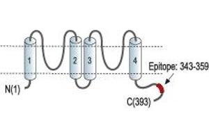 Potassium Channel, Subfamily K, Member 4 (KCNK4) peptide