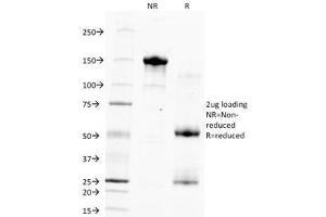 SDS-PAGE Analysis of Purified, BSA-Free Hepatocyte Specific Antigen Antibody (clone HSA133). (Hepatocyte Specific Antigen anticorps)