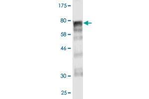 Western Blot detection against Immunogen (82. (ARHGEF5 anticorps  (AA 1-519))