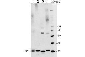 Image no. 2 for anti-PsbS antibody (ABIN488537) (PsbS anticorps)