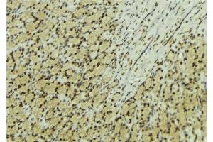 ABIN6277601 at 1/100 staining Human gastric tissue by IHC-P.
