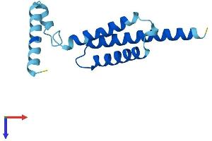 AlphaFold protein structure predicition of Human Recombinant MPC2 Protein, UniprotID O95563