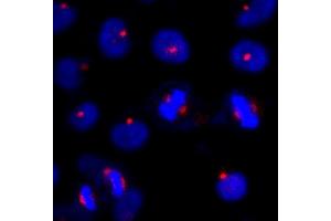 Immunofluorescence (IF) image for anti-Centrosomal Protein of 131 kDa (CEP131) (AA 1033-1083) antibody (ABIN7448385) (Centrosomal Protein of 131 kDa (CEP131) (AA 1033-1083) anticorps)