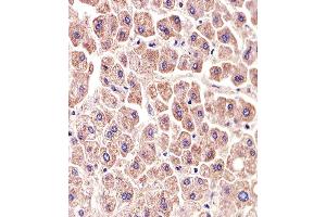 Immunohistochemical analysis of paraffin-embedded H.