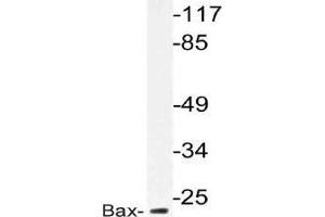 Western blot analysis of Bax antibody in extracts from HepG2 cells. (BAX anticorps)