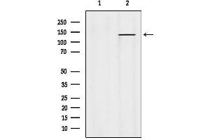 Western blot analysis of lysates from Hybridoma cells, using PTPRU Antibody.