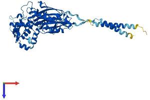 Ectonucleoside Triphosphate diphosphohydrolase 2 (ENTPD2) (AA 1-495) protein (His tag)