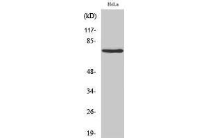 Western Blotting (WB) image for anti-Nuclear Factor (erythroid-Derived 2)-Like 3 (NFE2L3) (Internal Region) antibody (ABIN3185957) (NFE2L3 anticorps  (Internal Region))