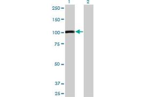 Western Blot analysis of AHR expression in transfected 293T cell line by AHR monoclonal antibody (M04), clone 4G7. (Aryl Hydrocarbon Receptor anticorps  (AA 721-820))