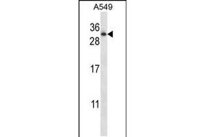 Western blot analysis in A549 cell line lysates (35ug/lane). (RAB11A anticorps  (AA 88-116))