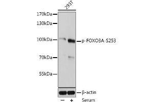 Western blot analysis of extracts of 293T cells, using Phospho-FOXO3A-S253 antibody (ABIN6135225, ABIN6136084, ABIN6136085 and ABIN6225643) at 1:2000 dilution. (FOXO3 anticorps  (pSer253))