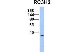 Host:  Rabbit  Target Name:  RC3H2  Sample Type:  721_B  Antibody Dilution:  1. (RC3H2 anticorps  (Middle Region))
