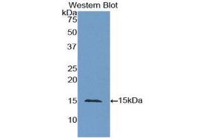 Western Blotting (WB) image for anti-Carcinoembryonic Antigen Gene Family (CEA) (AA 448-572) antibody (ABIN1858356) (CEA anticorps  (AA 448-572))