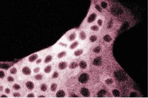 Immunofluorescent staining of MDCK cells with anti-FAS antibody.