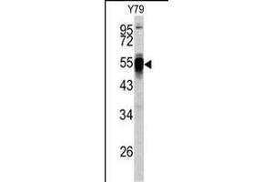 Western blot analysis of PDIA6 antibody (Center ) (ABIN390608 and ABIN2840920) in Y79 cell line lysates (35 μg/lane). (PDIA6 anticorps  (AA 144-172))