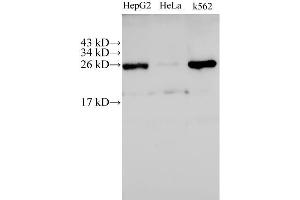Western Blot analysis of HepG2, Hela and K562 cells using C21orf33 Polyclonal Antibody at dilution of 1:500 (C21orf33 anticorps)