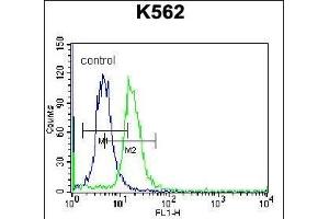 ABCD2 Antibody (C-term) (ABIN656554 and ABIN2845816) flow cytometric analysis of K562 cells (right histogram) compared to a negative control cell (left histogram). (CCL17 anticorps  (C-Term))