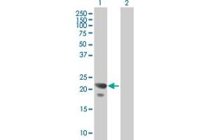 Western Blot analysis of COPS8 expression in transfected 293T cell line by COPS8 MaxPab polyclonal antibody.
