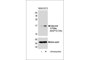 Western blot analysis of lysates from NIH/3T3 cells, untreated or treated with chloroquine, using Cleaved-G8a (M1LC3A) 1805a (upper) or Beta-actin (lower).