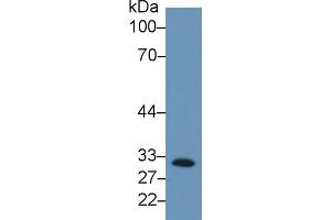 Detection of C1QBP in Human K562 cell lysate using Monoclonal Antibody to Complement component 1 Q subcomponent-binding protein, mitochondrial (C1QBP)