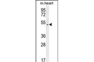 SLC10A4 Antibody (C-term) (ABIN654208 and ABIN2844051) western blot analysis in mouse heart tissue lysates (35 μg/lane). (SLC10A4 anticorps  (C-Term))