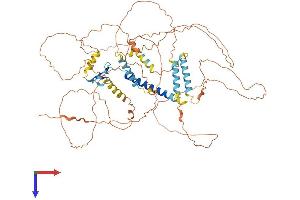 AlphaFold protein structure predicition of Mouse Recombinant Hjurp Protein, UniprotID Q6PG16