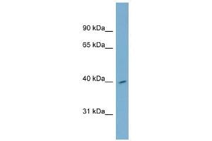 H2AFY2 antibody used at 1 ug/ml to detect target protein. (H2AFY2 anticorps  (Middle Region))