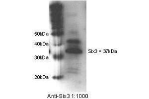 Anti-Six3 Antibody - Western Blot. (SIX3 anticorps  (Internal Region))