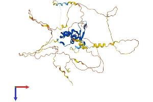 AlphaFold protein structure predicition of Human Recombinant FOXC2 Protein, UniprotID Q99958