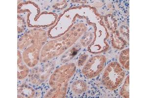 IHC-P analysis of human kidney tissue, with DAB staining. (Osteopontin anticorps  (AA 18-314))