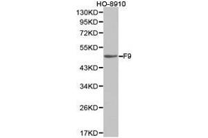 Western Blotting (WB) image for anti-Coagulation Factor IX (F9) antibody (ABIN1872631) (Coagulation Factor IX anticorps)