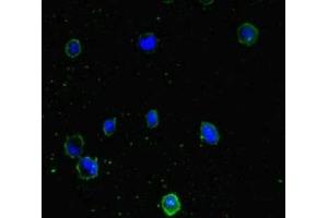 Immunofluorescent analysis of MCF-7 cells using ABIN7165948 at dilution of 1:100 and Alexa Fluor 488-congugated AffiniPure Goat Anti-Rabbit IgG(H+L) (PPM1H anticorps  (AA 73-289))