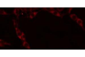 ABIN6274670 staining RAW264. (GRID1 anticorps  (Internal Region))