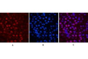 Immunofluorescence analysis of mouse kidney tissue. (Histone H2B anticorps)