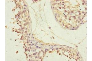 Immunohistochemistry of paraffin-embedded human testis tissue using ABIN7147423 at dilution of 1:100