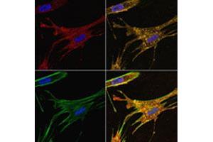 WI-38 (primary human fibroblasts) treated with IFITM3 polyclonal antibody (Red). (IFITM3 anticorps  (N-Term))