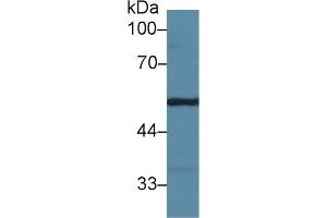 Detection of FGg in Mouse Lung lysate using Polyclonal Antibody to Fibrinogen Gamma (FGg)
