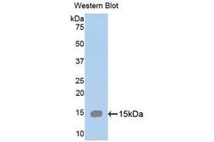 Western Blotting (WB) image for anti-Spectrin alpha Chain, Brain (SPTAN1) (AA 289-408) antibody (ABIN1172700) (SPTAN1 anticorps  (AA 289-408))