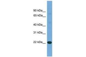 Image no. 1 for anti-Interleukin 17D (IL17D) (N-Term) antibody (ABIN6745212) (IL17D anticorps  (N-Term))