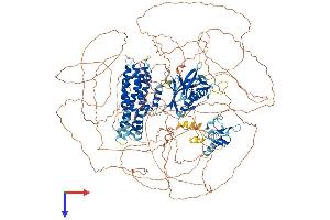 AlphaFold protein structure predicition of Human Recombinant FGD5 Protein, UniprotID Q6ZNL6