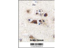 Formalin-fixed and paraffin-embedded human brain tissue reacted with LGR5/GPR49 antibody , which was peroxidase-conjugated to the secondary antibody, followed by DAB staining.