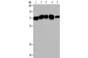 Western Blotting (WB) image for anti-HIV-1 Rev Binding Protein (HRB) antibody (ABIN2429076) (AGFG1 anticorps)