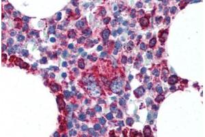 Human Bone Marrow (formalin-fixed, paraffin-embedded) stained with CYCS antibody ABIN305748 at 5 ug/ml followed by biotinylated anti-mouse IgG secondary antibody ABIN481714, alkaline phosphatase-streptavidin and chromogen. (Cytochrome C anticorps  (AA 1-80))