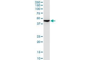 ENO1 monoclonal antibody (M08), clone 5F4. (ENO1 anticorps  (AA 1-434))