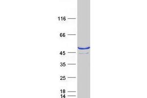Validation with Western Blot