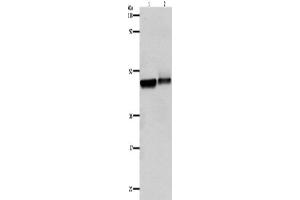 Western Blotting (WB) image for anti-Adrenergic, beta-2-, Receptor, Surface (ADRB2) antibody (ABIN2430973) (beta 2 Adrenergic Receptor anticorps)