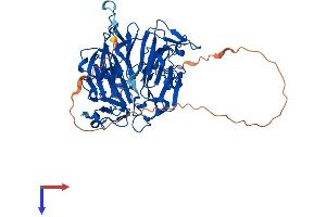 AlphaFold protein structure predicition of Human Recombinant RCC2 Protein, UniprotID Q9P258