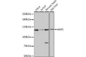 Western blot analysis of extracts of various cell lines, using AARS Rabbit pAb (ABIN7265526) at 1:3000 dilution.