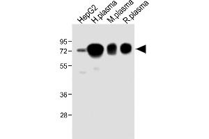 All lanes : Anti-HPX Antibody (Center) at 1:2000 dilution Lane 1: HepG2 whole cell lysate Lane 2: Human plasma lysate Lane 3: Mouse plasma lysate Lane 4: Rat plasma lysate Lysates/proteins at 20 μg per lane. (Hemopexin anticorps  (AA 200-227))